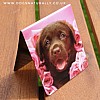 Chocolate Labrador Puppy Magnetic Page Marker (Dozer) Rachael Hale Bookmark